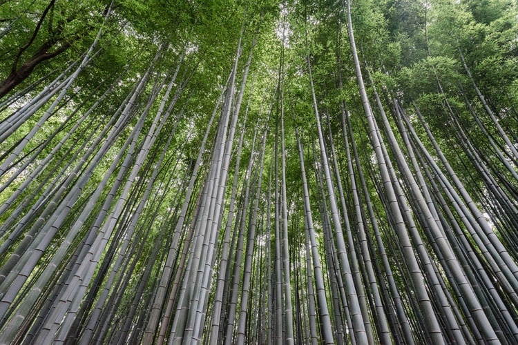 Bamboo can power sustainable development